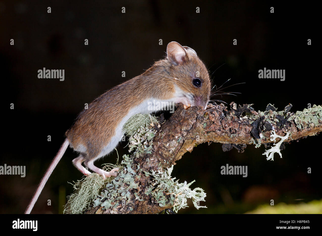 Madera (Apodemus sylvaticus) ratón adulto en el bosque. Powys, Gales. De marzo. Foto de stock