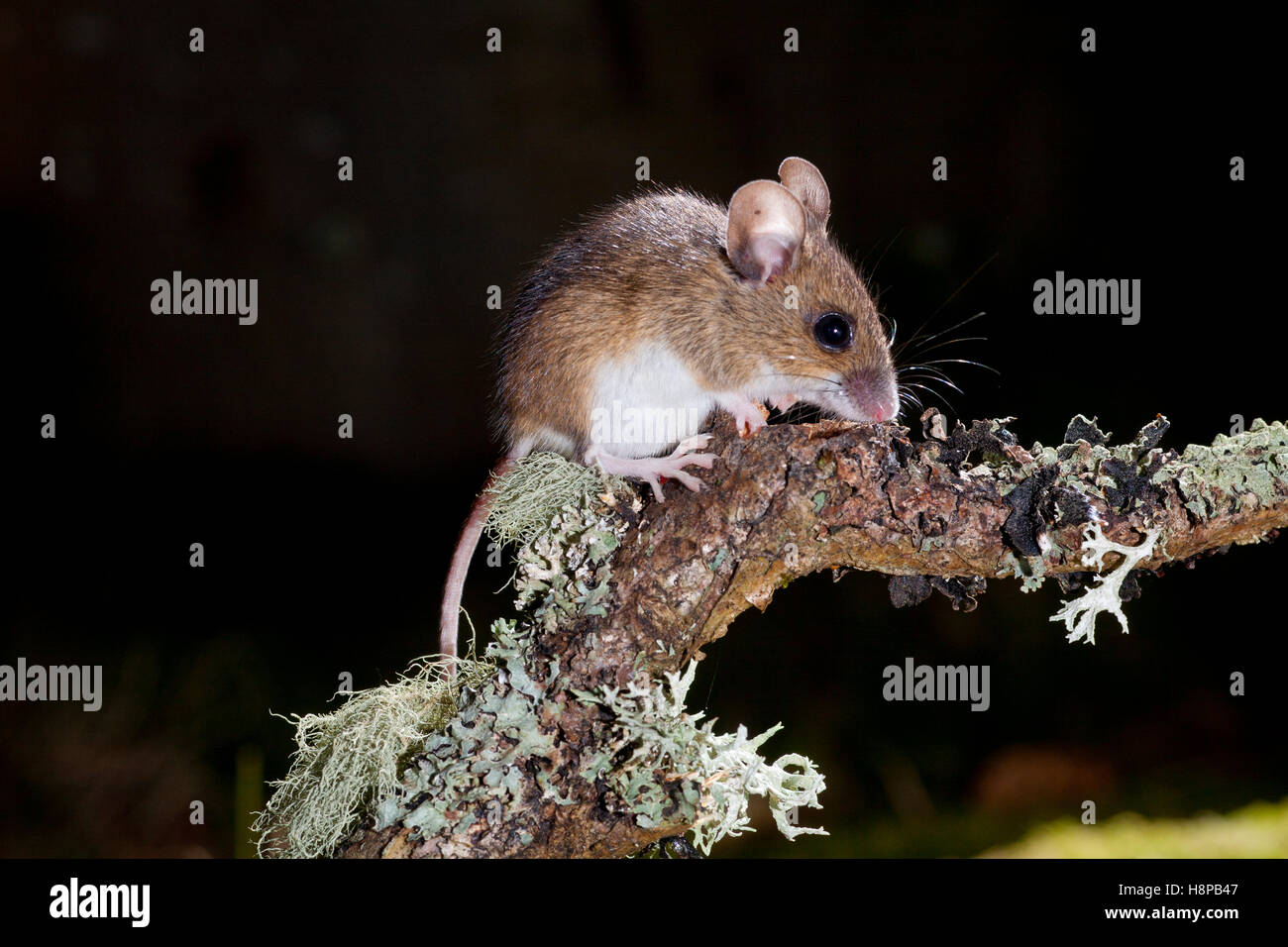 Madera (Apodemus sylvaticus) ratón adulto en el bosque. Powys, Gales. De marzo. Foto de stock
