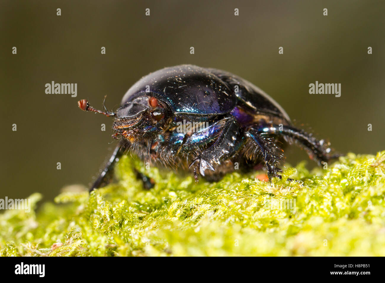Geotrupes stercorarius Escarabajo (DOR) adulto. Powys, Gales. Mayo Foto de stock