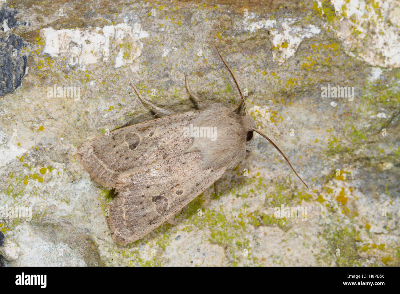 Polvo de Quaker (Orthosia gracilis) polilla adulta descansando sobre una  pared. Powys, Gales. De mayo Fotografía de stock - Alamy