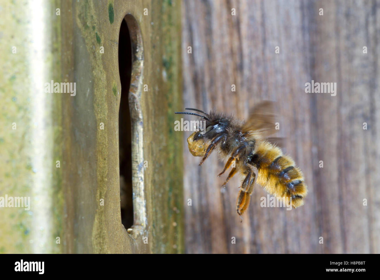 Red mason bee (Osmia bicornis) hembra adulta en vuelo, llegando a su nido en un cierre de puerta con una bola de barro. Powys, Gales. Foto de stock