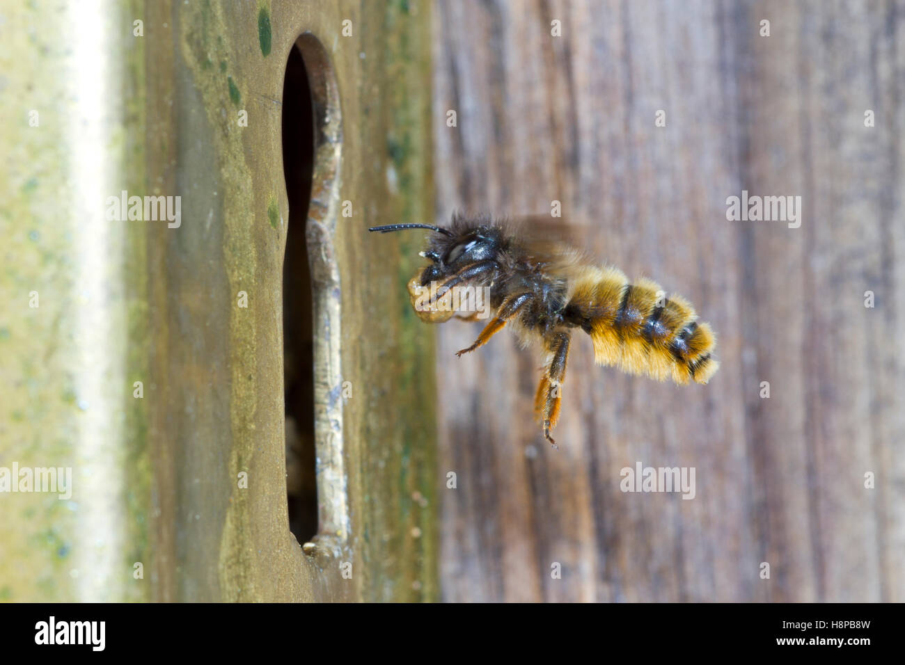 Red mason bee (Osmia bicornis) hembra adulta en vuelo, llegando a su nido en un cierre de puerta con una bola de barro. Powys, Gales. Foto de stock