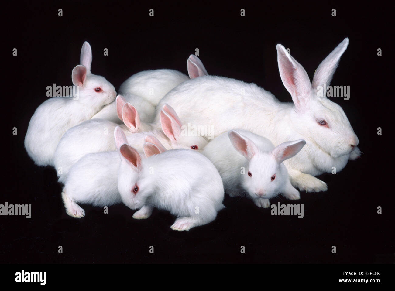 Camada de conejos fotografías e imágenes de alta resolución - Alamy
