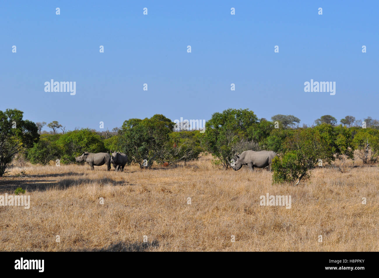 Safari en Sudáfrica, sabana verde: rinocerontes negros en una pradera en el Parque Nacional Kruger, la mayor reserva de caza en África desde 1898 Foto de stock