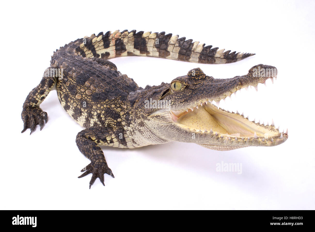 Siameses,cocodrilos Crocodylus siamensis Foto de stock