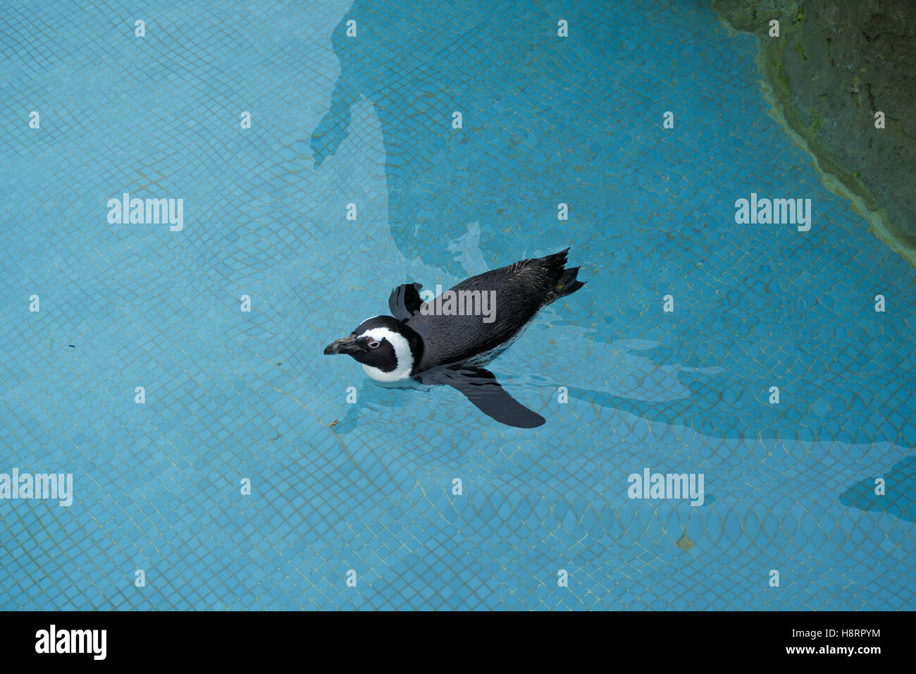 Vista aérea de un pingüino nadando en el Parque Marino de la Magdalena (parque marino el acuario en la península de la Magdalena, Santander, España Foto de stock