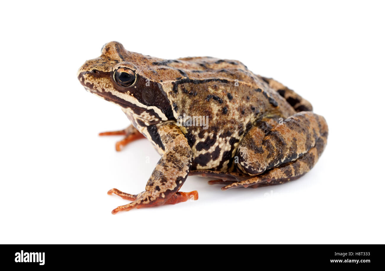 Big Brown frog sobre fondo blanco. Foto de stock
