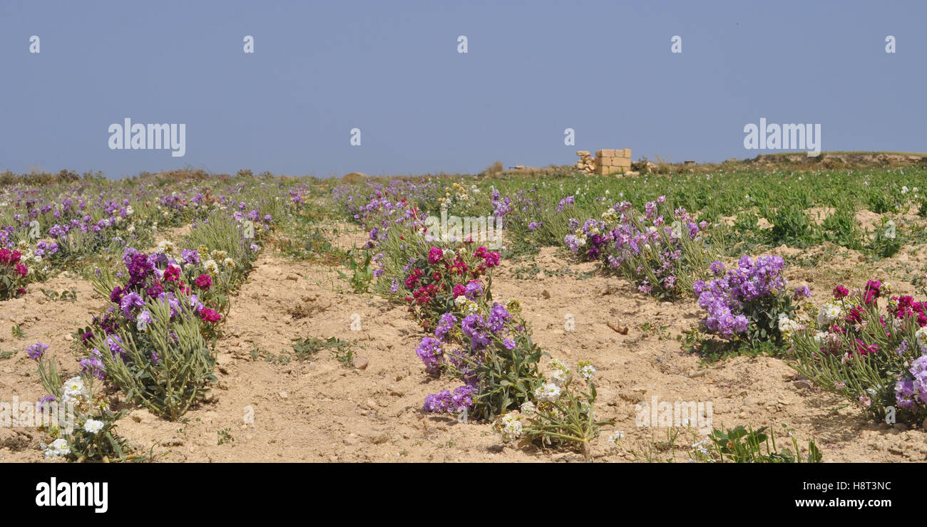Hileras de flores en plantación de flores comerciales en Gozo, Malta Foto de stock