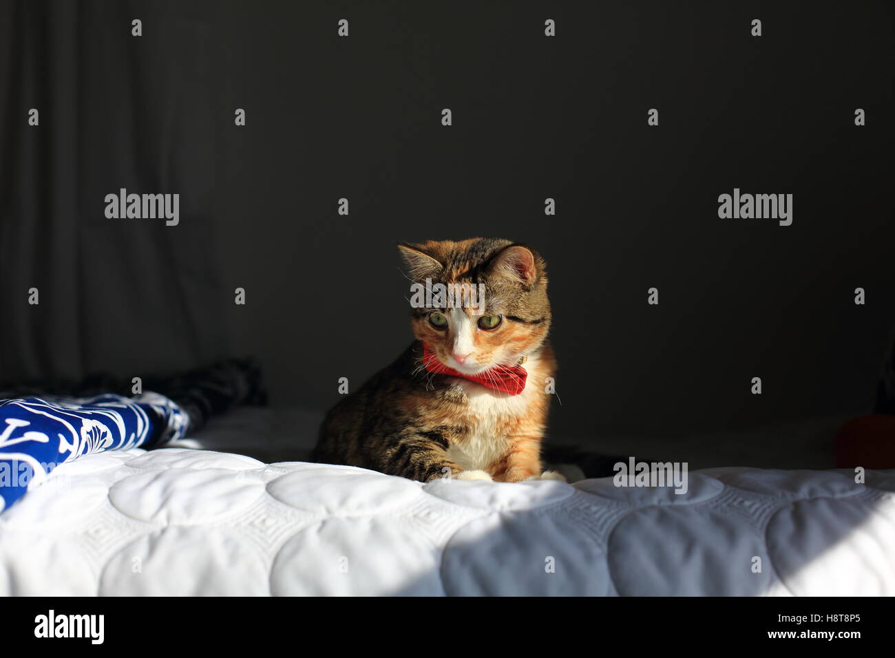 Una naranja, negro y blanco moteado housecat llevaba una pajarita descansa sobre una cama en una luz espectacular. Foto de stock