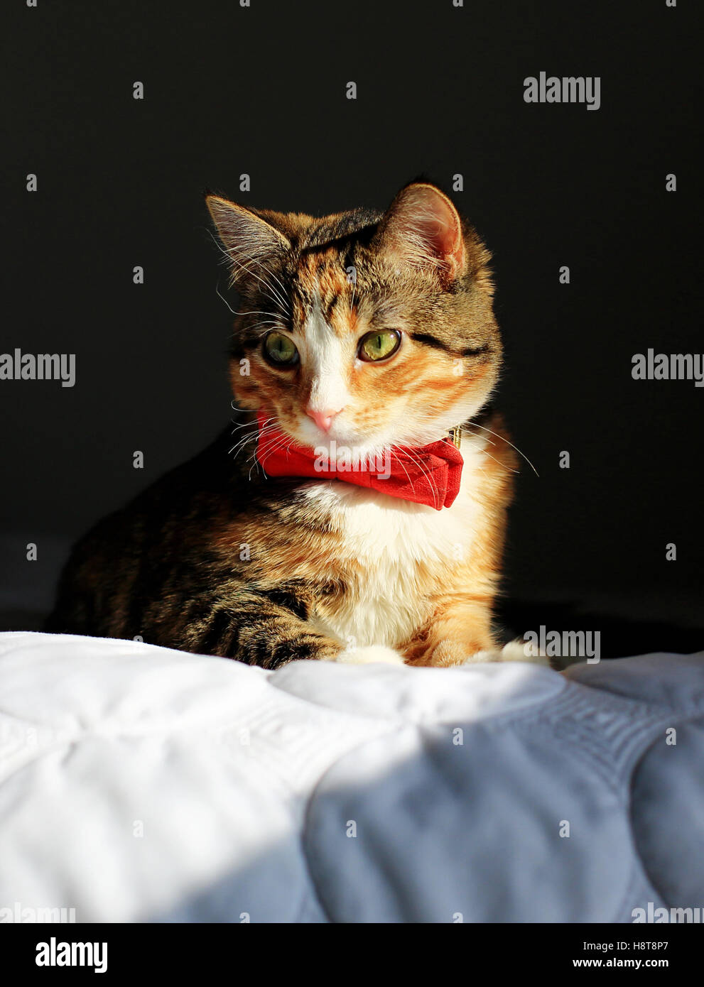 Una naranja, negro y blanco moteado housecat llevaba una pajarita descansa sobre una cama en una luz espectacular. Foto de stock