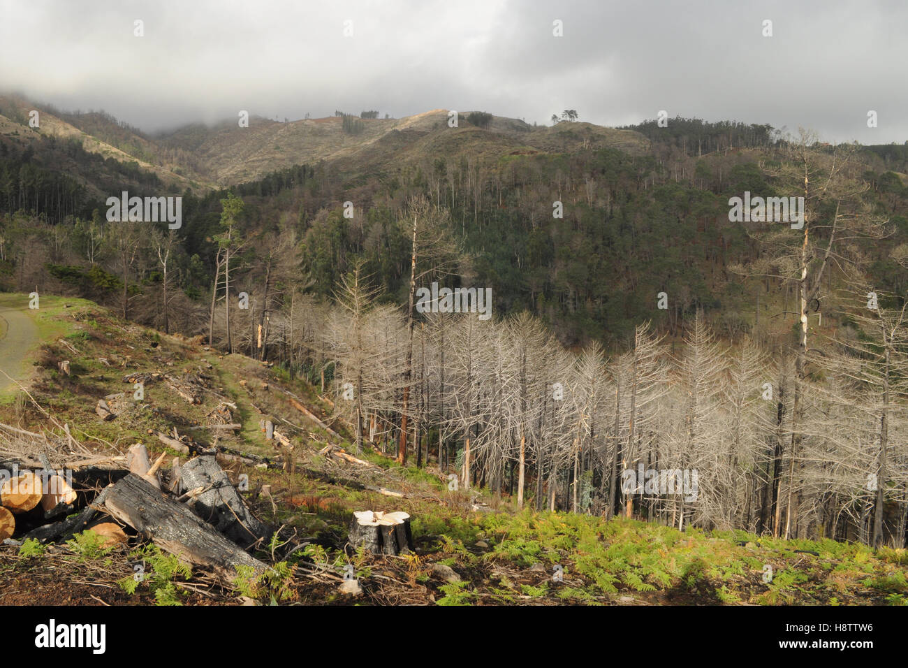 Quemados y carbonizados árboles muertos tras un incendio forestal en Madeira, Portugal Foto de stock