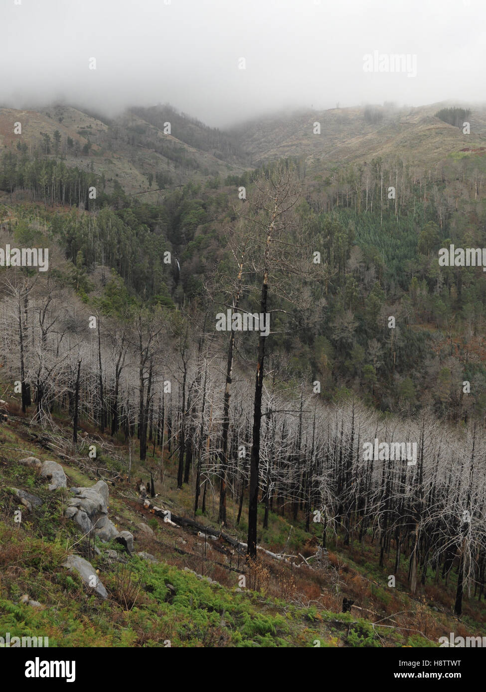 Quemados y carbonizados árboles muertos tras un incendio forestal en Madeira, Portugal Foto de stock
