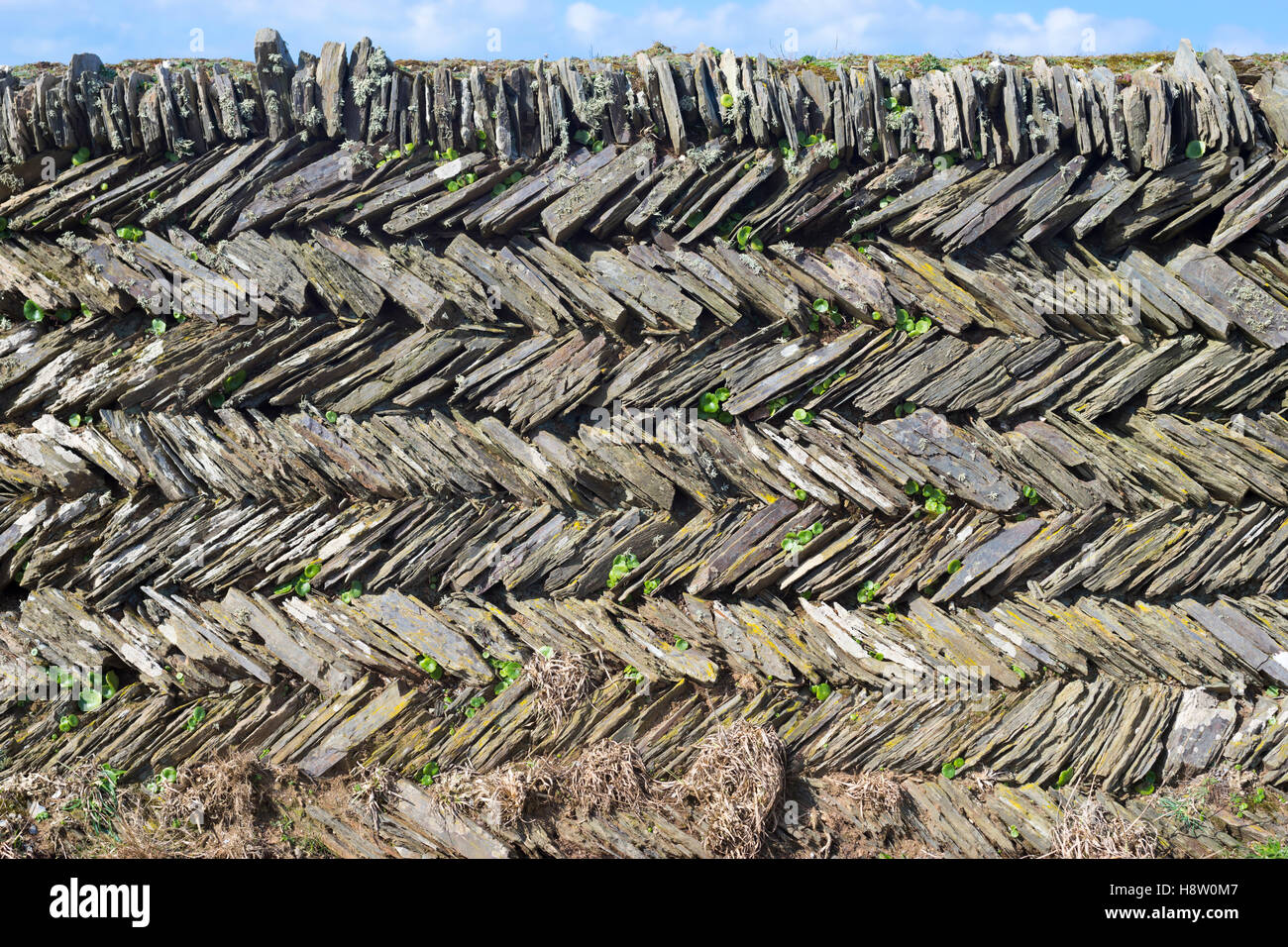Cornish stone hedge con cursarse diseño espigado, Cornwall Foto de stock