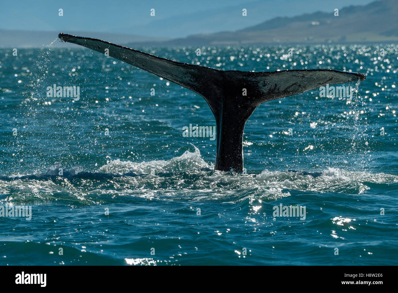 Cola, trematodos, buceo ballena jorobada (Megaptera novaeangliae), Eyjafjörður, Islandia Foto de stock