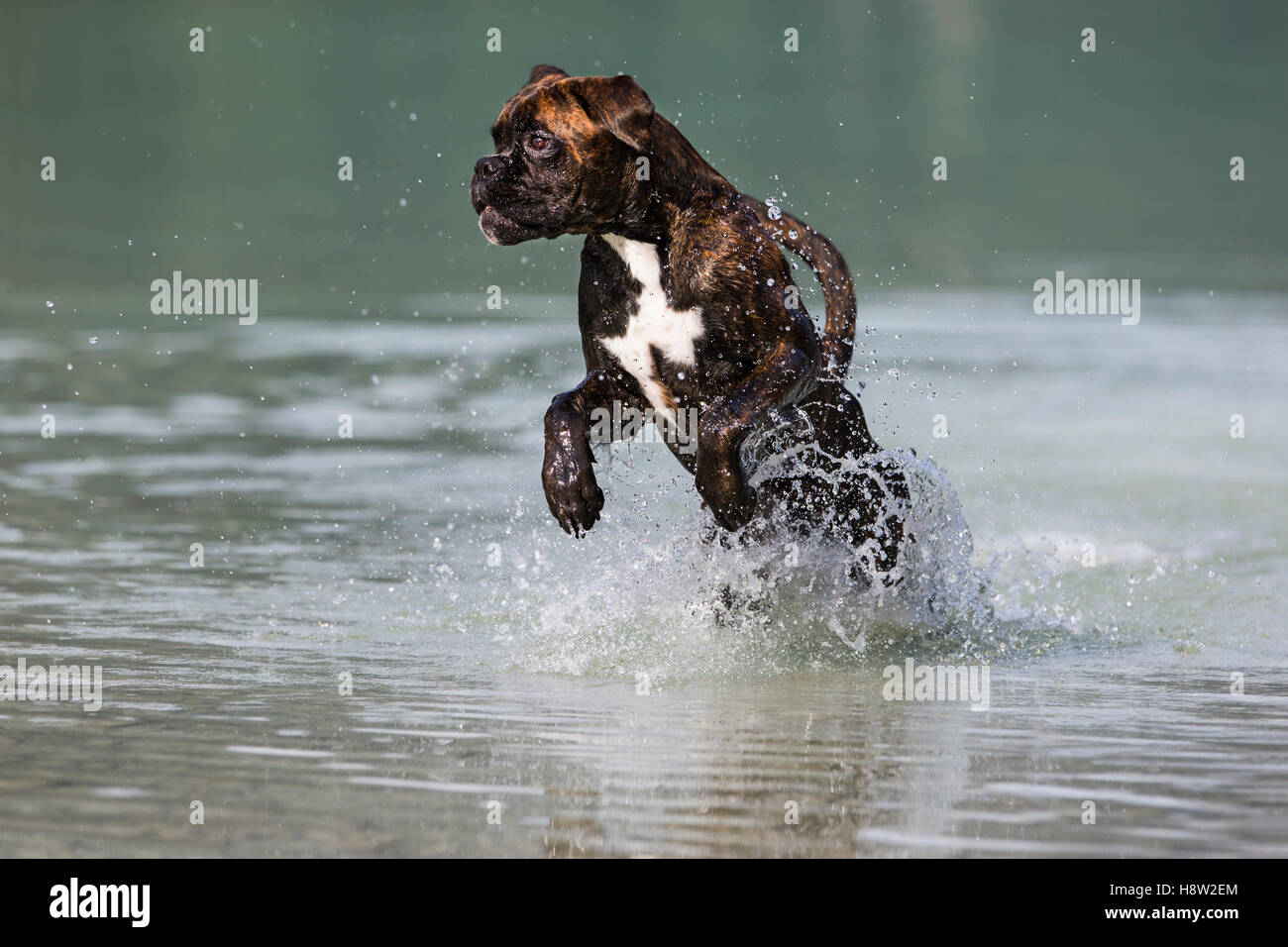 Boxer saltando en el agua, Austria Foto de stock