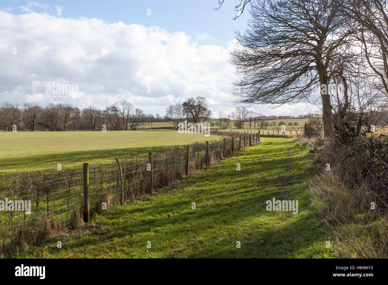 Pista de césped conduce entre prados cercados y campos en Surrey. Foto de stock