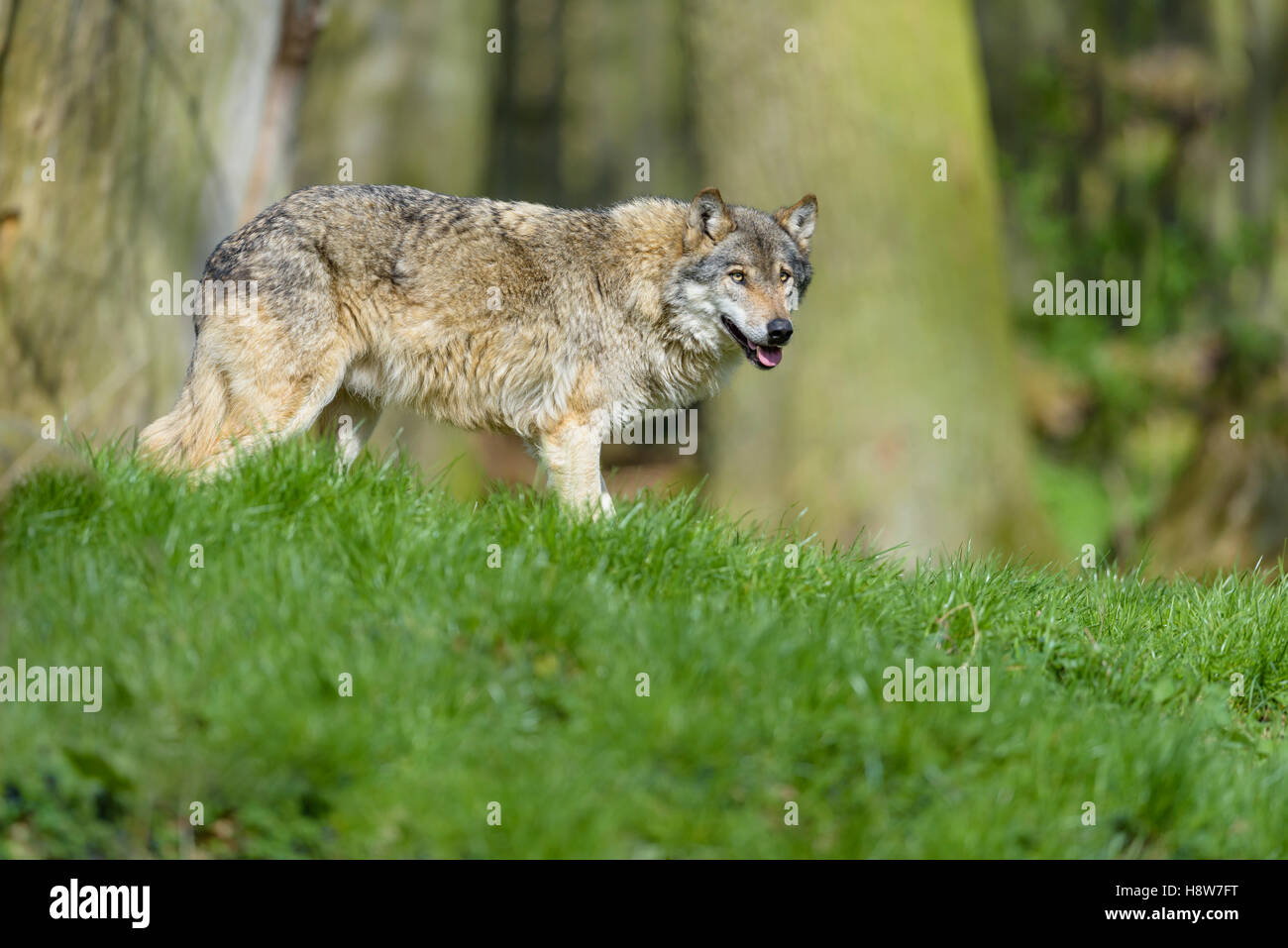 Europaeischer Lobo, canis lupus, el lobo gris europeo Foto de stock