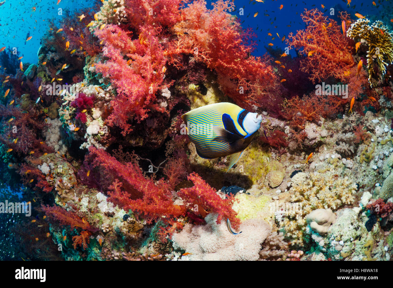 Paisaje de arrecifes de coral con un pez ángel Emperador (Pomacanthus imperator) y corales blandos. Egipto, el Mar Rojo. Foto de stock