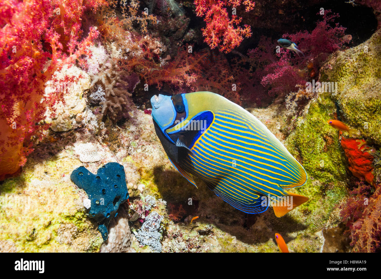 El pez ángel emperador (Pomacanthus imperator) nadando últimos corales blandos (Dendronephthya sp). Egipto, el Mar Rojo. Foto de stock