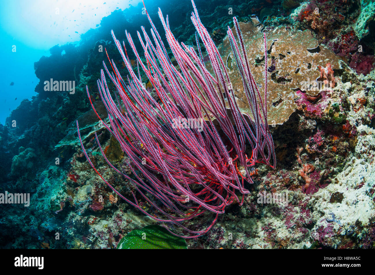 Mar Gorgonia látigo o [Ellisella ceratophyta] pendiente en los arrecifes. Mar de Andamán, Tailandia. Foto de stock