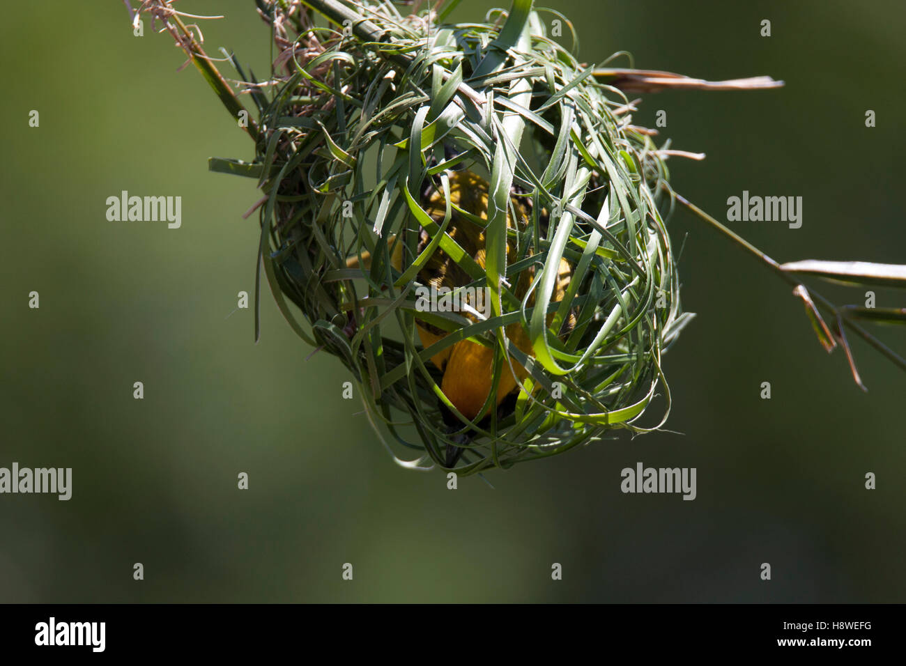 Bird inside nest fotografías e imágenes de alta resolución Alamy