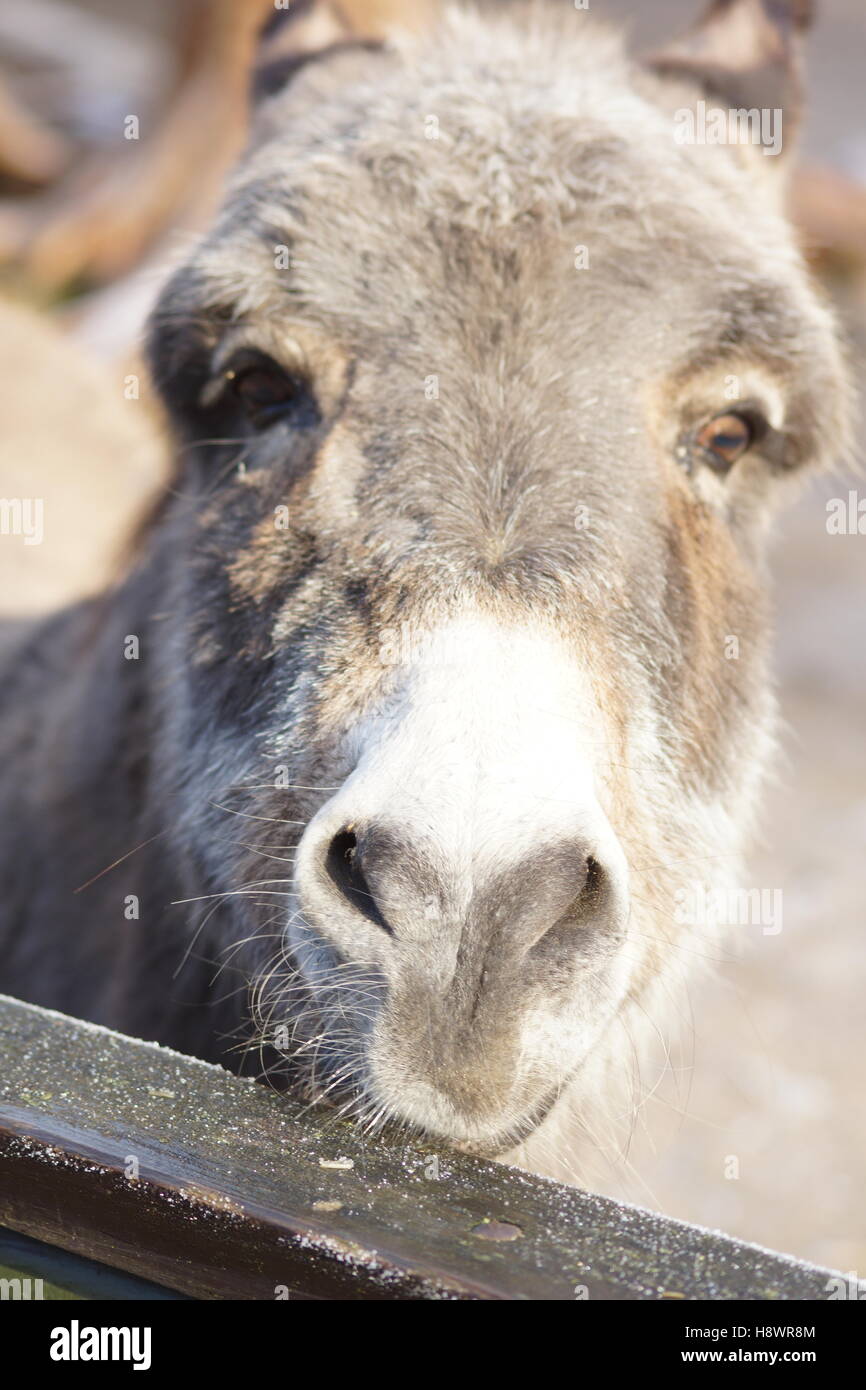 Detalle de un burro Foto de stock
