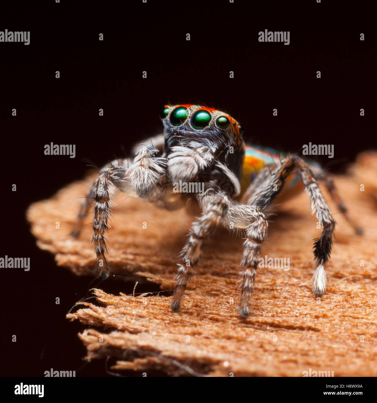 Pavo Real Saltando Arana Maratus Volans Fotos E Imagenes De Stock Alamy Pavo Real Saltando Arana Maratus Volans Fotos E Imagenes De Stock Alamy