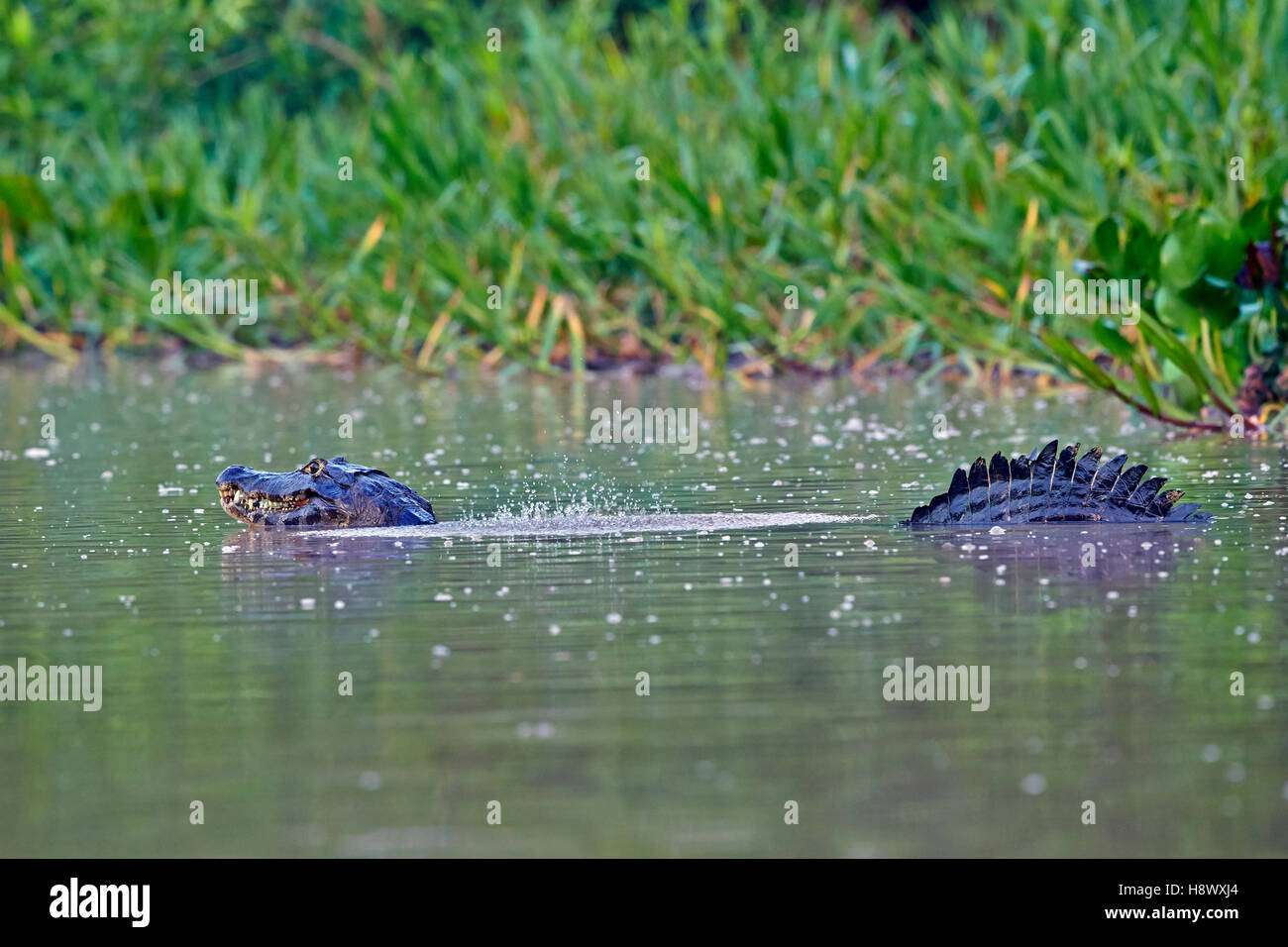 Jacare caiman marcando su territorio - Mato Grosso - Brasil Foto de stock