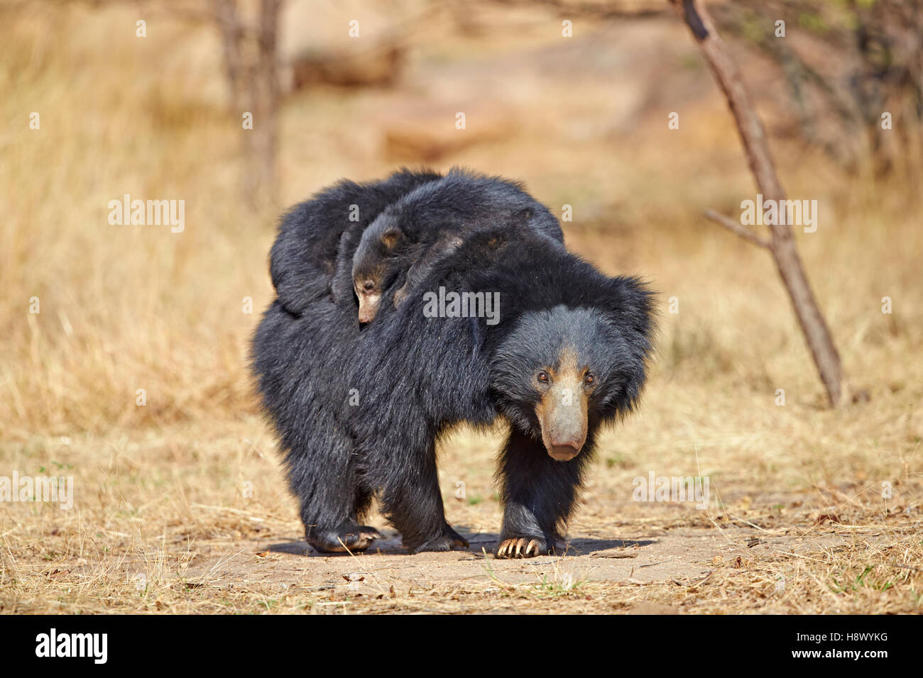 Oso perezoso y youngs - Sandur Cordillera India Foto de stock