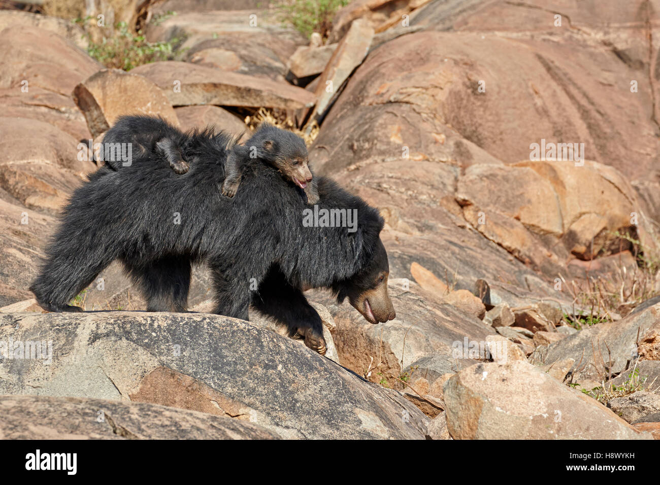 Oso perezoso y youngs - Sandur Cordillera India Foto de stock