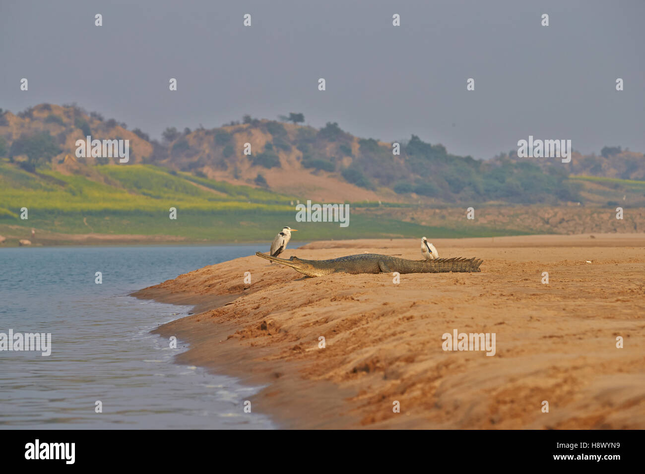 Gavial en el banco del río Chambal, en Uttar Pradesh, India Foto de stock