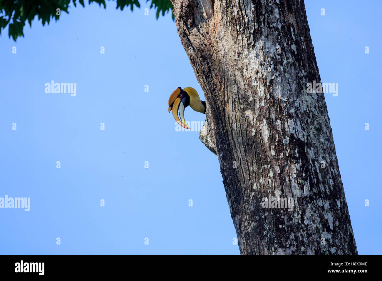 Gran macho de bucero en nest - Cordillera Anaimalai India Foto de stock