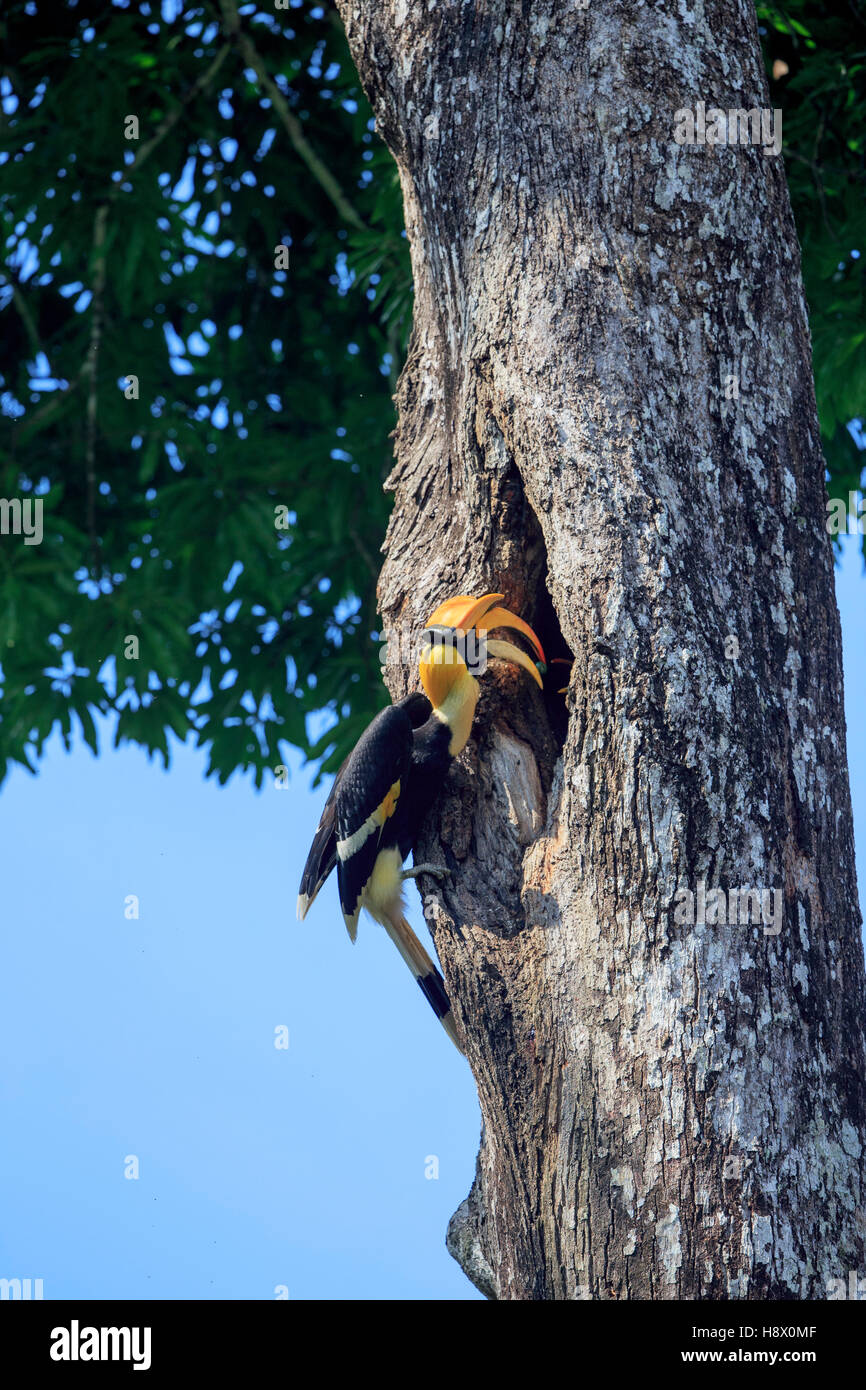 Gran macho de bucero en nest - Cordillera Anaimalai India Foto de stock