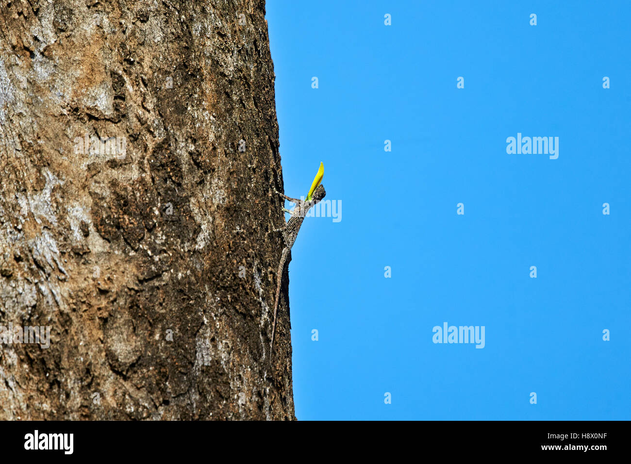 Sur de Flying Lizard macho - Montaña Anaimalai India Foto de stock