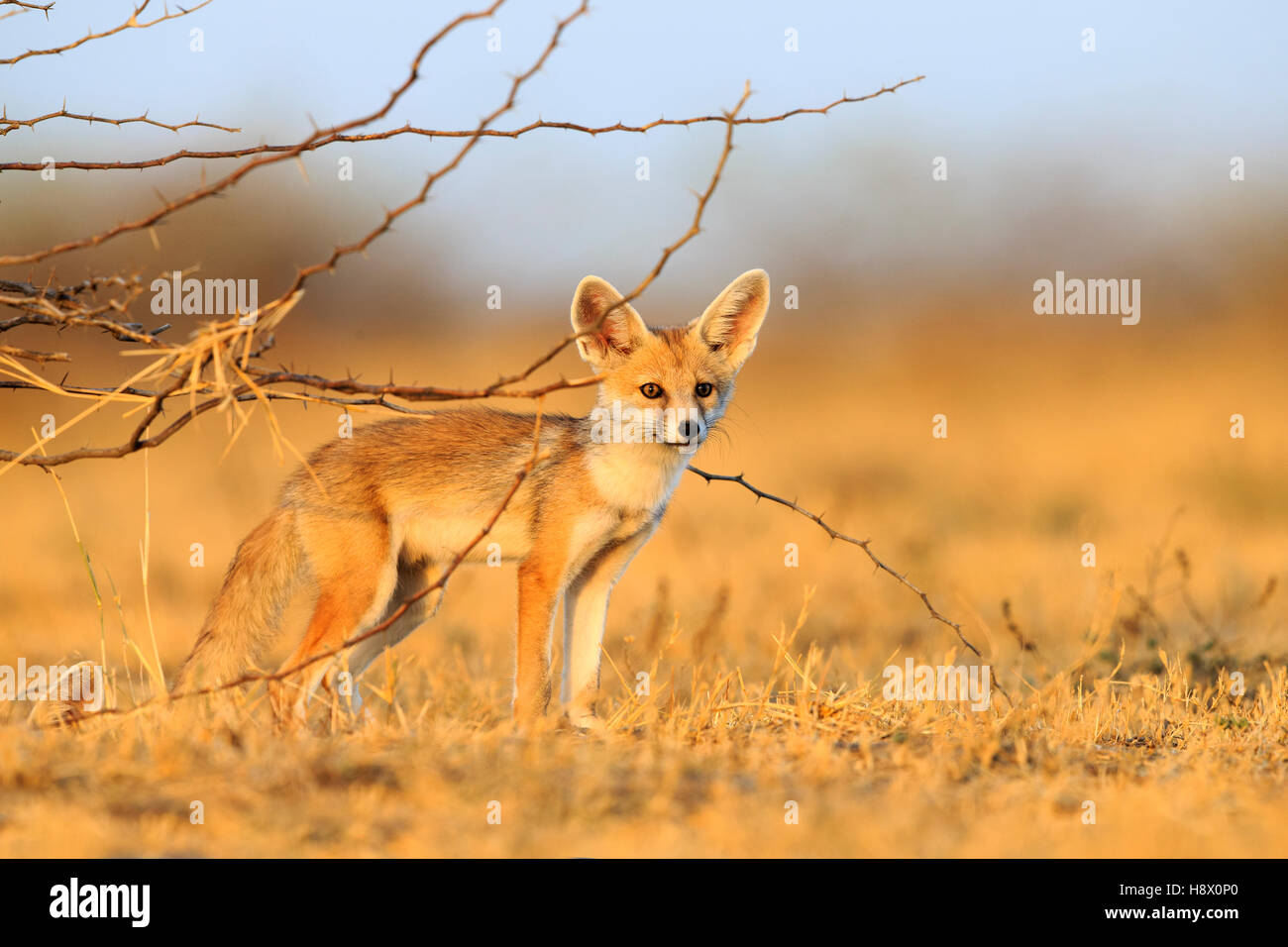 Los blancos jóvenes-footed Fox - Little Rann de Kutch India Foto de stock