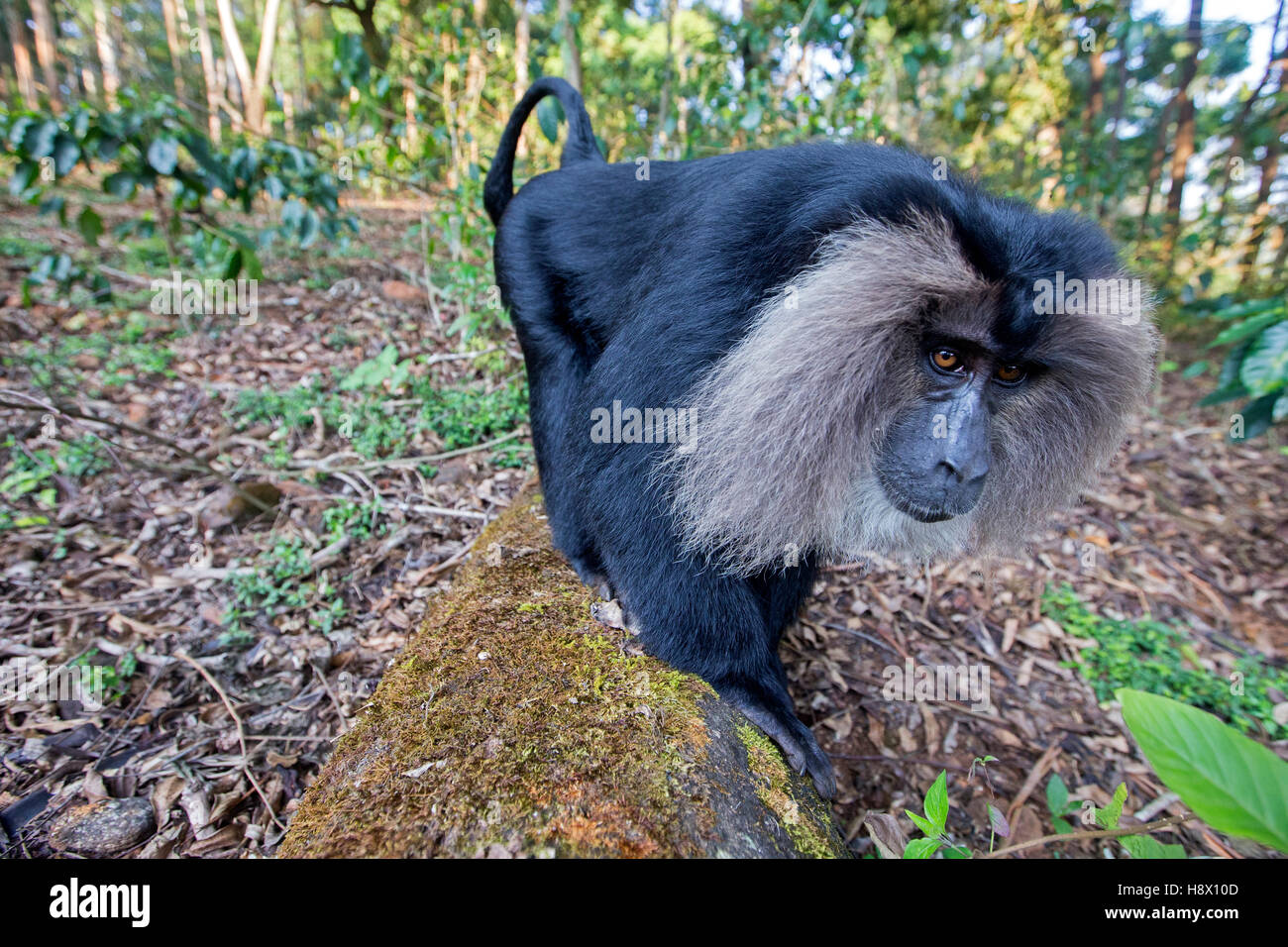 León macho-cola macaco sotobosque - India Nilgiris Hills Foto de stock