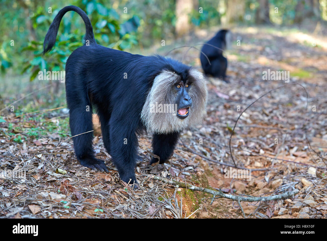 León macho-cola macaco sotobosque - India Nilgiris Hills Foto de stock