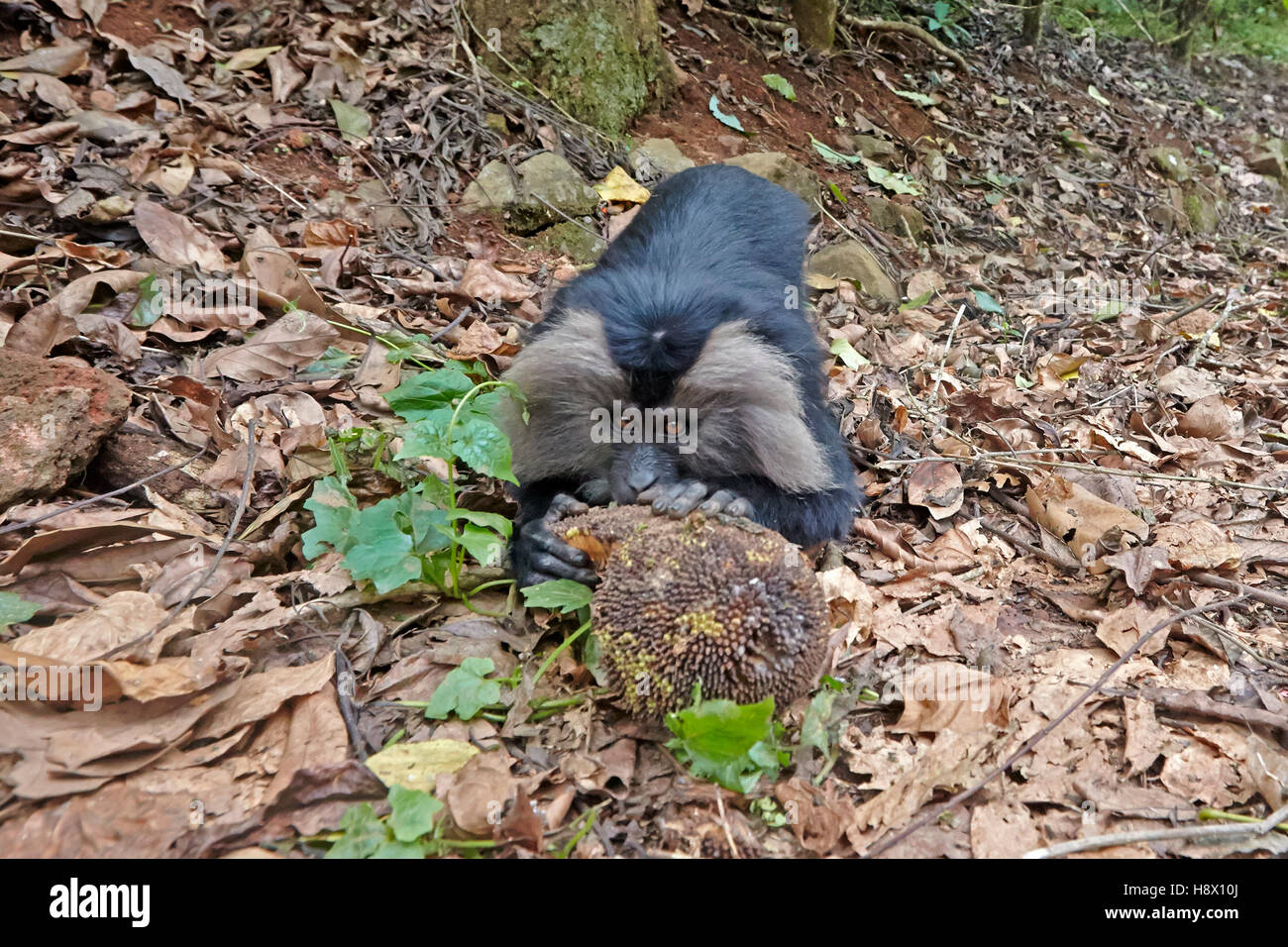 León macho-cola macaco comer fruta - India Nilgiris Hills Foto de stock