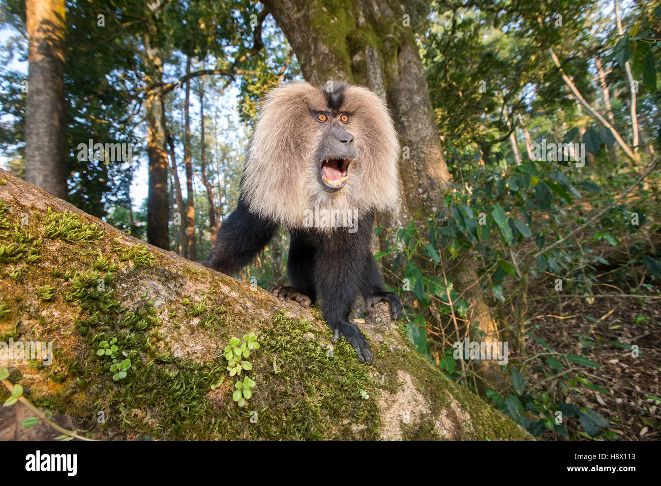 Macho dominante león-cola macaco -Nilgiris colinas India Foto de stock