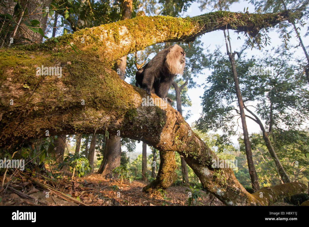 Macho dominante león-cola macaco -Nilgiris colinas India Foto de stock