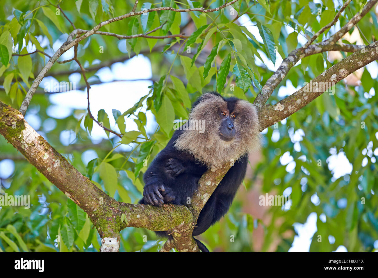 León macho-cola macaco en reposo - Nilgiris colinas India Foto de stock