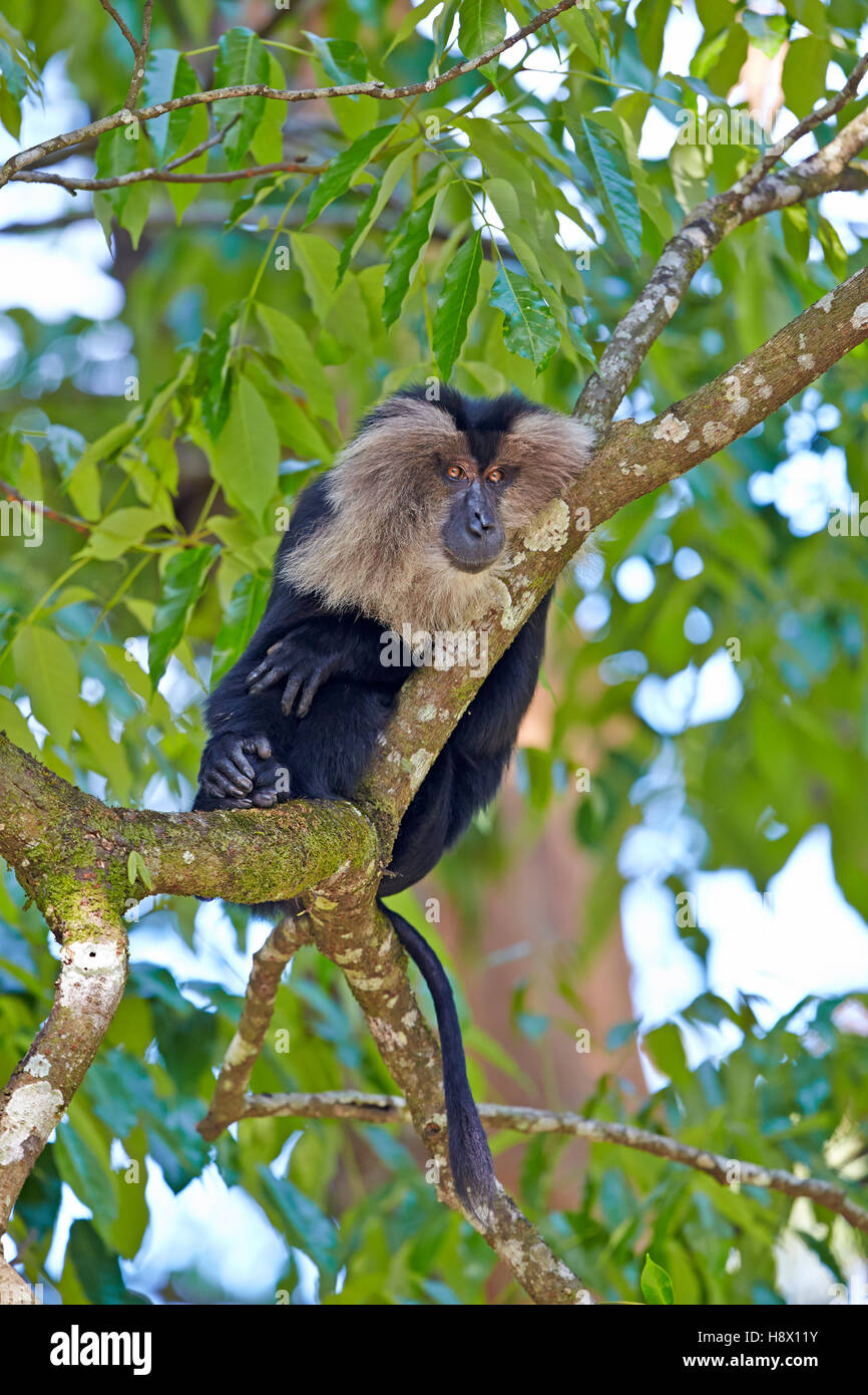 León macho-cola macaco en reposo - Nilgiris colinas India Foto de stock