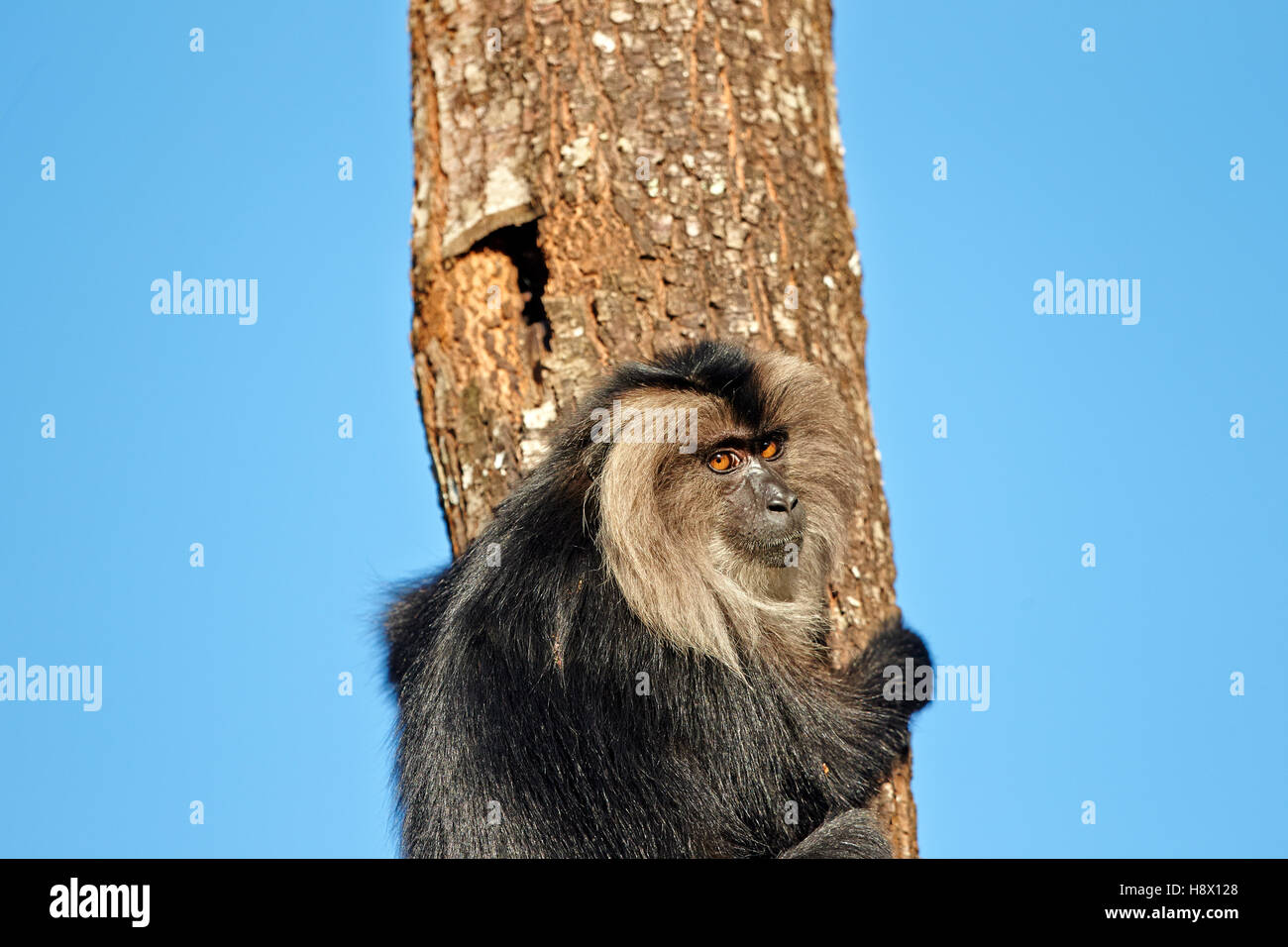 León macho-cola macaco en el tronco - India Nilgiris Hills Foto de stock