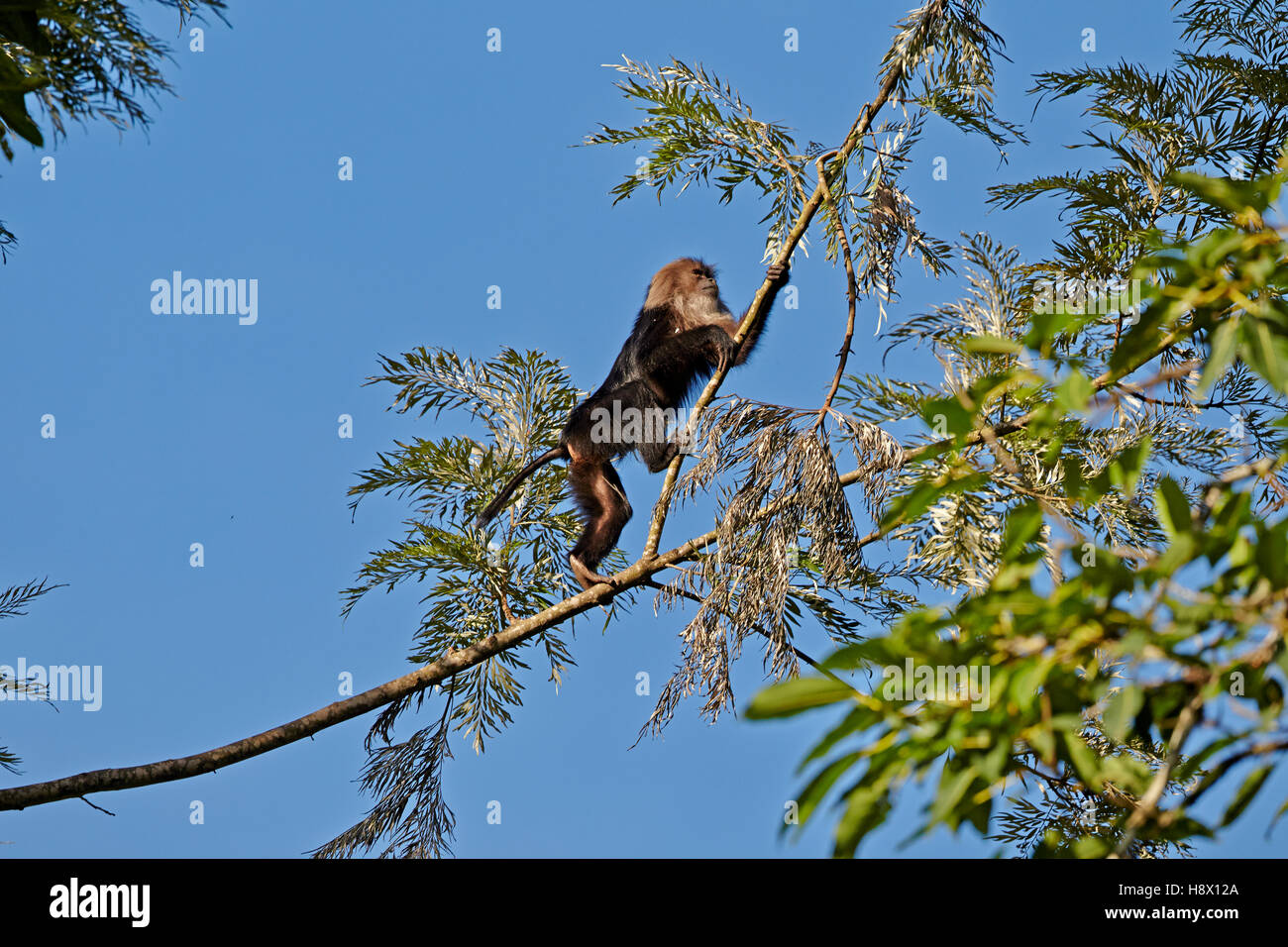 León macho-cola macaco en una rama - India Nilgiris Hills Foto de stock