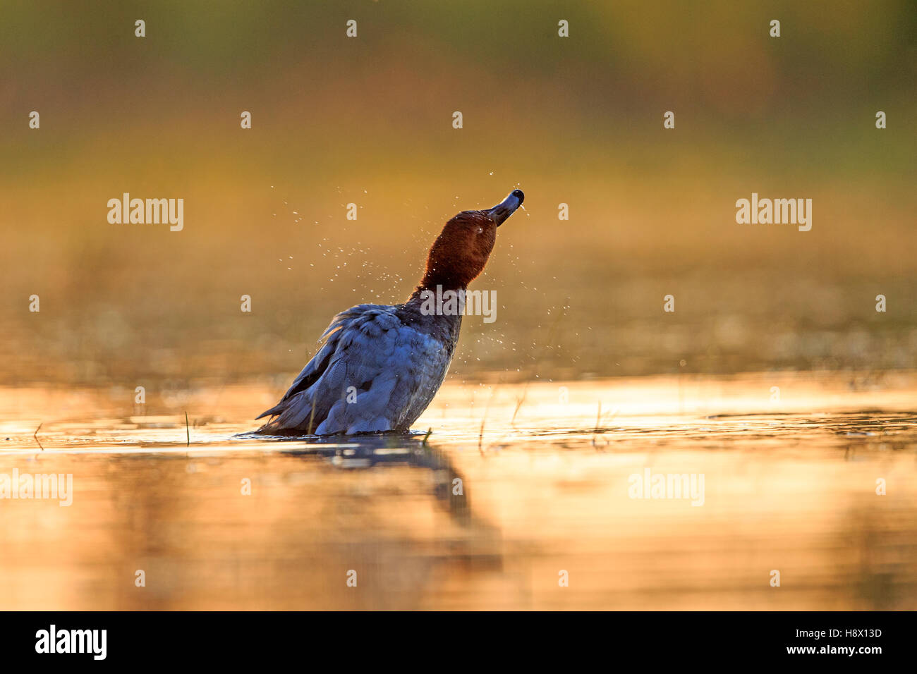 Pochard común macho en el agua al amanecer - La Dombes Francia Foto de stock