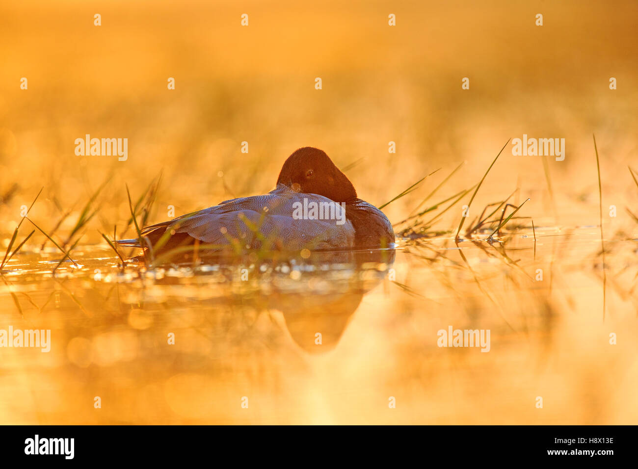 Pochard común macho en el agua al amanecer - La Dombes Francia Foto de stock