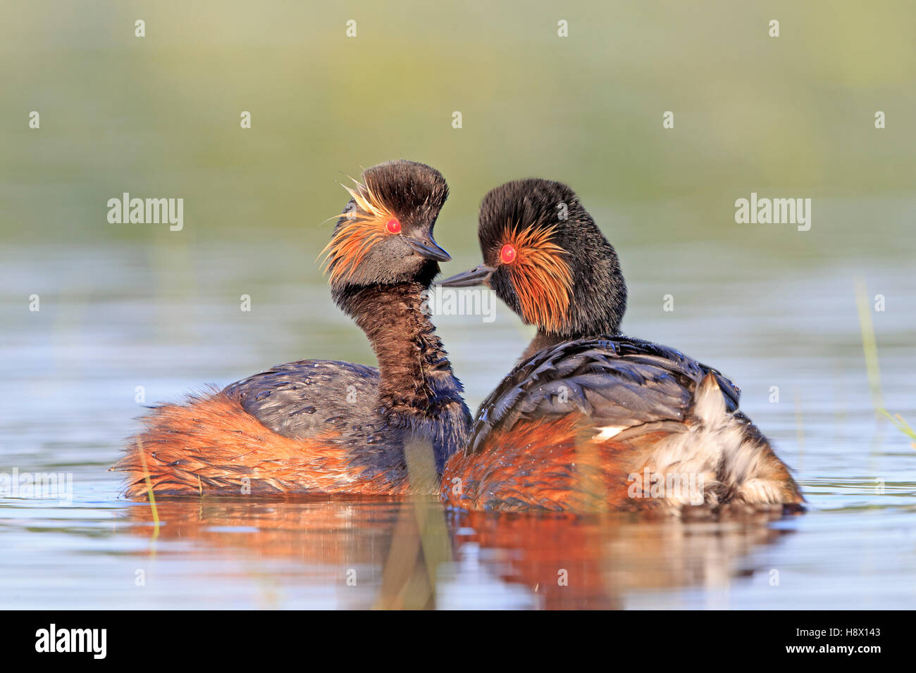 Black-necked grebe par sobre el agua - La Dombes Francia Foto de stock