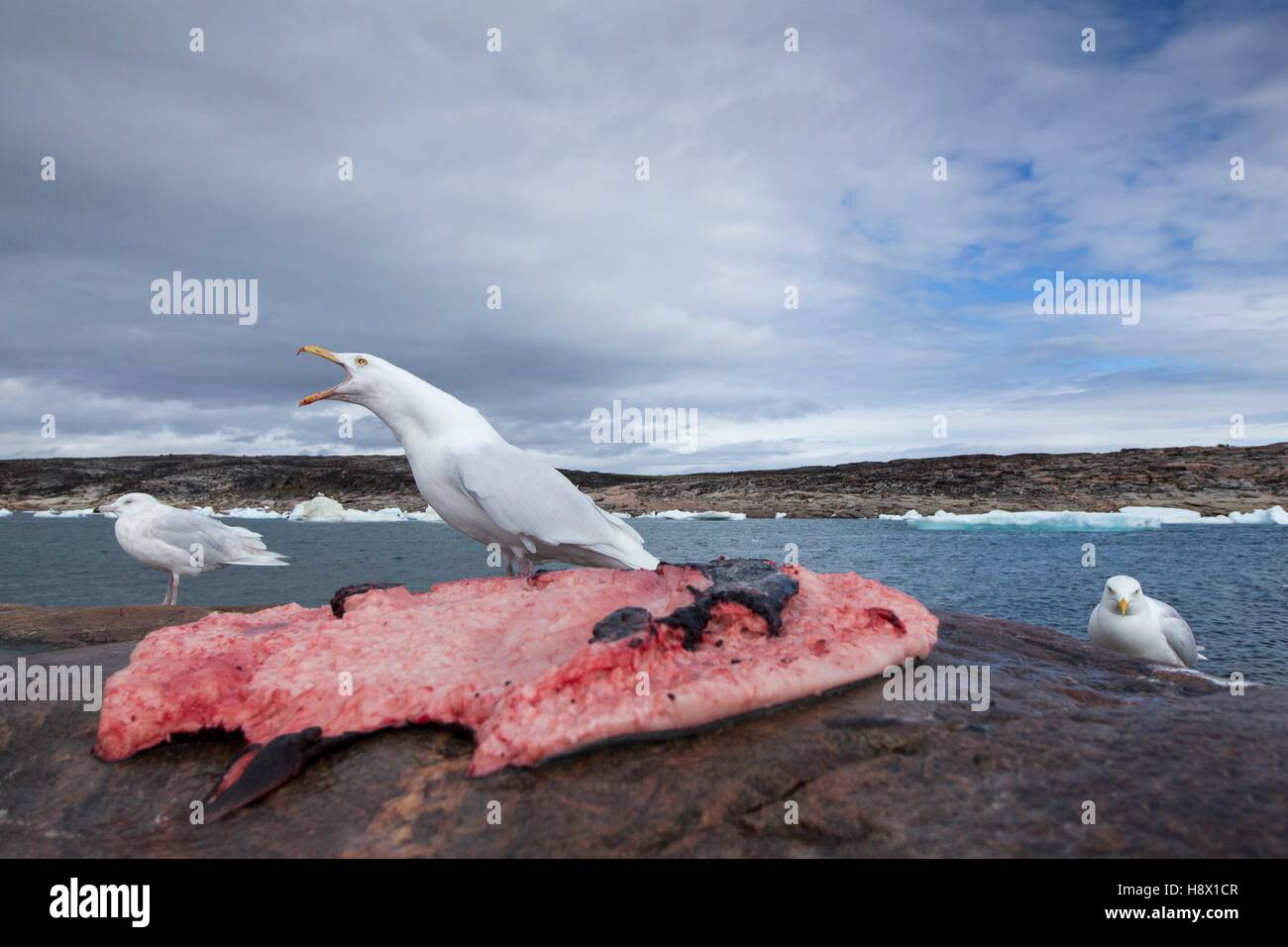 Glaucas ala de gaviota (Larus glaucescens) alimentándose de restos de junta barbudo asesinados por cazadores Inuit cerca de Harbor Islands Foto de stock