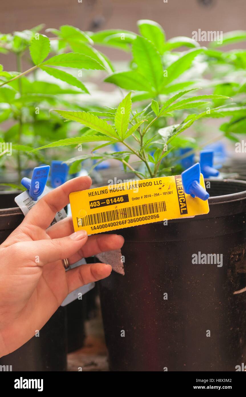 Cada planta de marihuana está etiquetada y catalogados desde el comienzo hasta el final comerciales crecen. Denver, CO Foto de stock