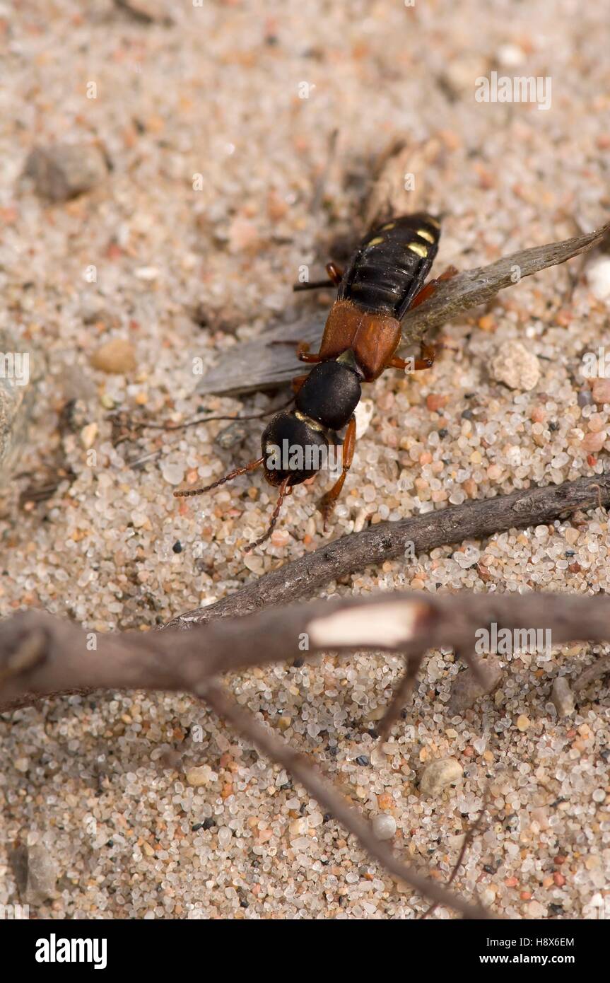 Rove Escarabajo (Staphylinus erythropterus). Overdrev Melby, Dinamarca en mayo Foto de stock